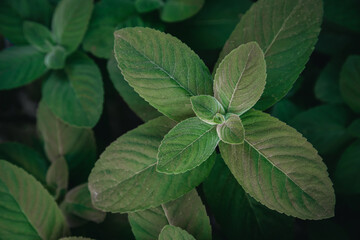 Closeup of green leaves in the garden, dark wallpaper concept, natural background, forest.