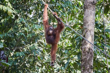 The Semenggoh Nature Reserve outside of Kuching, Malaysia, is one of the best places to see wild orangutans