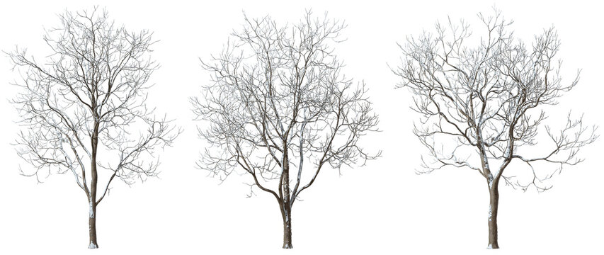 Cut-out trees shapes cover by snow winter time for landscape 3d illustrations png