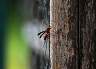 red wasp