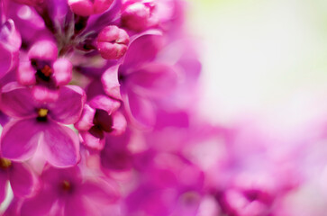 Fototapeta na wymiar A bright pink lilac flowers with beautiful blurred background