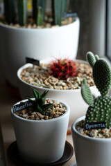 Cacti in pots