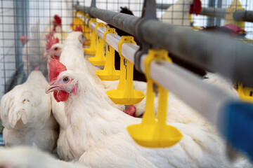 White chicken hen and automatic water drinking systems in a poultry farm.