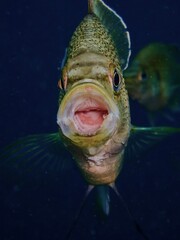 Bluegill sunfish yawning with mouth wide open in the underwater cavern of Blue Grotto, Florida