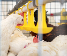 Chicken drinking water from automatic drinking systems in a poultry farm.