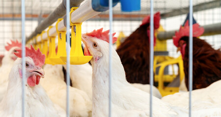 White chicken drinking water from automatic drinking systems in a poultry farm.