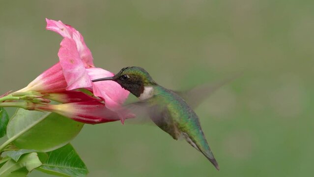 Male ruby-throated hummingbird gathering nectar 