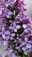 macro of lilac flowers