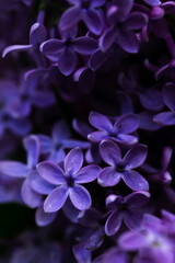 macro of lilac flowers
