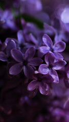 Naklejka na ściany i meble macro of lilac flowers
