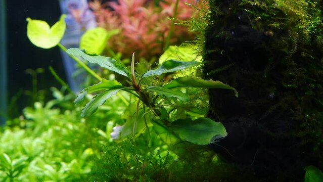 Bucephalandra sp plant leaf and bud, java moss oxygenate air bubbles in planted iwagumi Amano style freshwater aquascape, bright LED light, aquatic ecosystem professional care, glass refraction effect