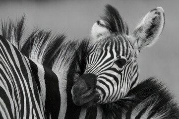 Obraz na płótnie Canvas Peek-a-boo. A plains zebra colt peers over his mother's withers in Pilanesberg National Park.
