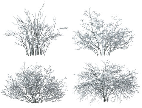 Snowy frigid on shrubs bush isolated transparent backgrounds 3d render png