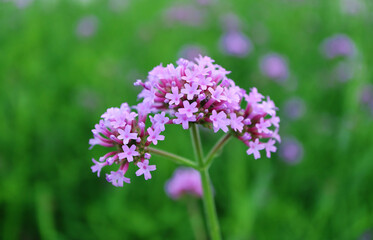 Obraz premium Closeup of Stunning Verbena Bonariensis or Purpletop Vervain Blooming in the Field