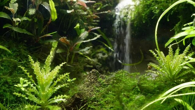 healthy green aquatic vegetation oxygenate air bubbles, lava stone and sand waterfall, iwagumi Amano style flora aquascape design detail, low LED light, experienced aquarist freshwater aquarium hobby