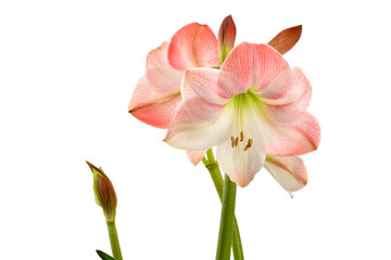 Naklejka na ściany i meble Fresh tropical pink lily flower head