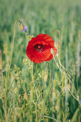 red poppy in a field. poppy flower in wheat field