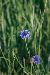 flowers on a meadow. flower in the field. cornflower flower on a green background. cornflowers in a wheat field