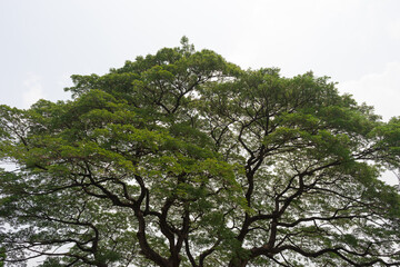 The crown of a growing tree with green foliage and beautiful curved dark branches against a light sky background. Natural background
