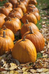 Pumpkins in Fall