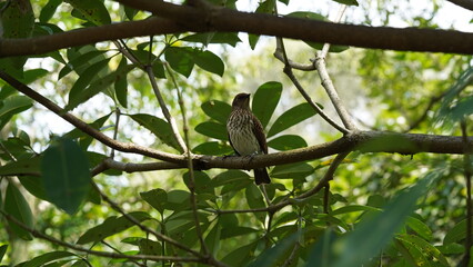 Spotted Flycatcher（Muscicapa striata）は、昆虫を捕らえる習性で知られる小型の渡り鳥です。