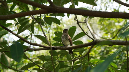 Spotted Flycatcher（Muscicapa striata）は、昆虫を捕らえる習性で知られる小型の渡り鳥です。