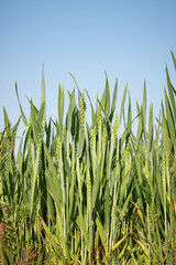 green wheat field. wheat field and sky. ears of young wheat. green wheat field