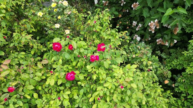 Close up of red roses flower plants amazing nature scape chill out therapy exploration summer times relaxing big size high quality botanical footage dji 3 mini pro