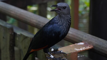red-winged starling|Rooivlerkspreeu|南非紅翅椋鳥