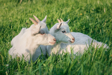 Fototapeta premium white goat on green meadow. a pair of baby goats on a farm. a pair of white goats on green grass
