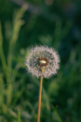 dandelion on green background. dandelion in the wind. Dandelion head close-up