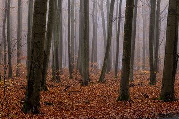 Las w okolicach Goleniowa