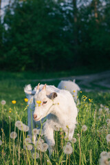 goat on the meadow. goat on green grass. goat on the farm. portrait of a goat