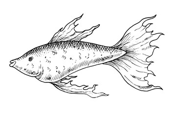 Guppy vector illustration. Hand drawn illustration of Fish in outline style painted by black inks on isolated white background. Line art of underwater animal for icon or logo. Monochrome engraving