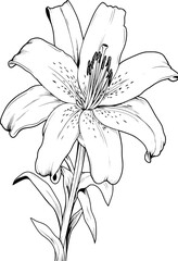 Lily Flower Vector Art
