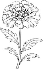 Carnation Line Art