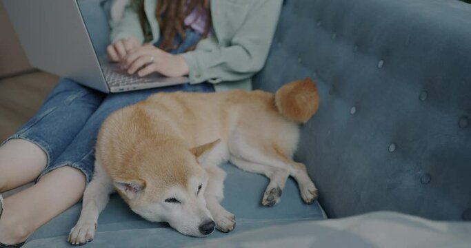 Beautiful purebred shiba inu dog sleeping on couch while female owner working with laptop at home. Domestic animals and people concept.