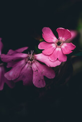 pink flower on black background