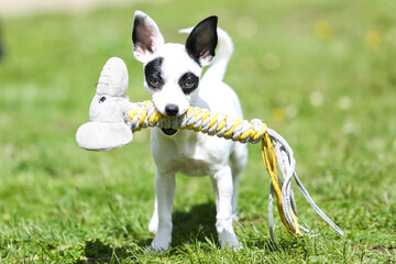 pinscher breed puppy  - 608343488