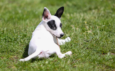 pinscher breed puppy  - 608343602