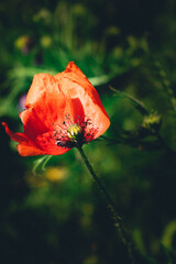 red poppy in the wind