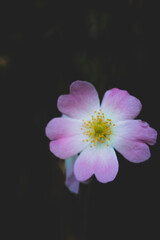 pink and white flower