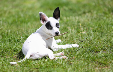 pinscher breed puppy  - 608343682