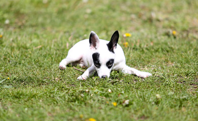 pinscher breed puppy  - 608343840