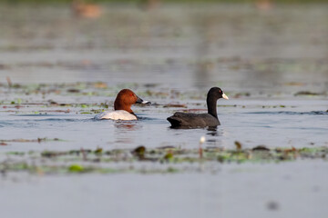 Common pochard or Aythya ferina observed in Gajoldaba in West Bengal, India