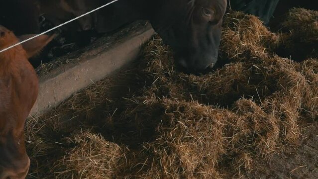 cows eating in their corral