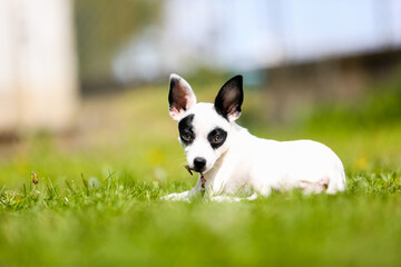 pinscher breed puppy  - 608344011