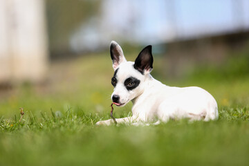 pinscher breed puppy  - 608344095