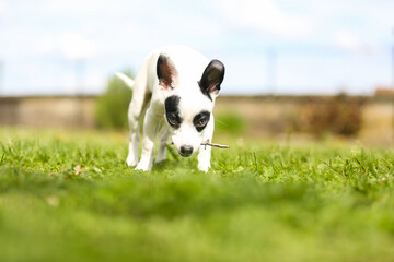 pinscher breed puppy  - 608344220