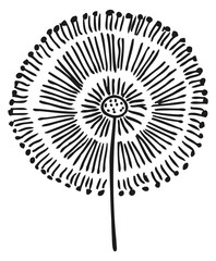 Doodle dandelion drawing. Black ink natural flower